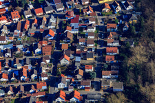 Kirschenallee in Lingenfeld im Bundesland Rheinland-Pfalz, Deutschland