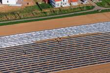 Pfälzer Spargelernte unter silberner bzw. schwarzer Folie im Ortsteil Mörlheim in Landau in der Pfalz im Bundesland Rheinland-Pfalz, Deutschland