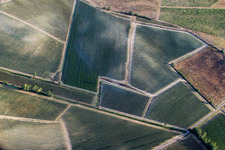 Felder einer Weinbergs- Landschaft der Winzer- Gebiete in Abbadia in Montepulciano im Bundesland Siena, Italien