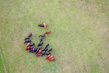 Grasflächen- Strukturen einer Wiesen- Weide mit Rinder - Herde im Viehstrich in Minfeld im Bundesland Rheinland-Pfalz, Deutschland