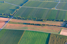 Heuballen der Wiesen zwischen Weinreben und Feldern in Essingen im Bundesland Rheinland-Pfalz, Deutschland