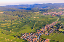 Weinlagen Jesuitenmantel und Forster Pechstein am Haardtrand des Pfälzerwalds im Morgenlicht in Forst an der Weinstraße im Bundesland Rheinland-Pfalz, Deutschland