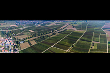 Weinberge zwischen Birnbach und Schleidgraben in Landau in der Pfalz im Bundesland Rheinland-Pfalz, Deutschland