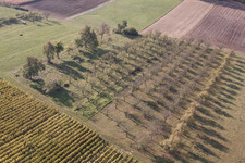 Steinseltz im Bundesland Bas-Rhin, Frankreich von oben