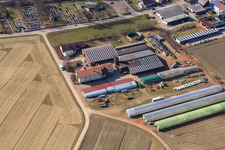 Schmiedhof und Pension Neupotz im Bundesland Rheinland-Pfalz, Deutschland von oben