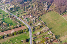 Frühlingsblüte an der Bergstraße in Nußloch im Bundesland Baden-Württemberg, Deutschland