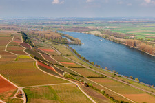 Weinberge am Ufer des Rhein im Ortsteil Rothenberg in Nackenheim im Bundesland Rheinland-Pfalz, Deutschland
