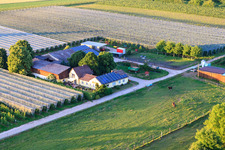 Spargel und Obsthof Gensheimer in Steinweiler im Bundesland Rheinland-Pfalz, Deutschland vom Flugzeug aus