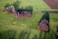 Zwei Baumgruppen mit Schattenbildung durch Lichteinstrahlung auf einem Feld im Ortsteil Eckel in Freimersheim (Pfalz) in Kleinfischlingen im Bundesland Rheinland-Pfalz, Deutschland