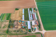 Gemüsefelder in Schwegenheim im Bundesland Rheinland-Pfalz, Deutschland