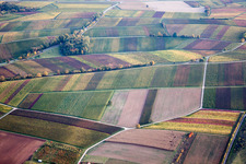 Felder einer Weinbergs- Landschaft der Winzer- Gebiete im Ortsteil Heuchelheim in Heuchelheim-Klingen im Bundesland Rheinland-Pfalz, Deutschland