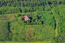 Obstplantage am Waldrand im Ortsteil Ruhestetten im Bundesland Baden-Württemberg, Deutschland