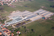 Baumschule Les Cultures Florales d'Alsace - Ets Richter in Walbourg in Grand Est im Bundesland Bas-Rhin, Frankreich