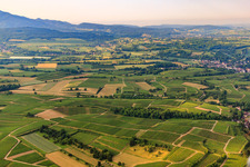 Weinberge im Markgräfler Land in Buggingen im Bundesland Baden-Württemberg, Deutschland