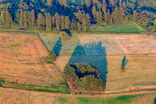Schafweide an Mittsommer im Ortsteil Breungeshain in Schotten im Bundesland Hessen, Deutschland