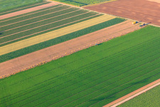 Manuelle Gemüseernte in der Pfalz im Ortsteil Dannstadt in Dannstadt-Schauernheim im Bundesland Rheinland-Pfalz, Deutschland