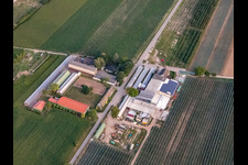 Zapf Hofmarkt und Holderbühler Hof mit Uwe Nauerth - Tabak Produktion in Kandel im Bundesland Rheinland-Pfalz, Deutschland